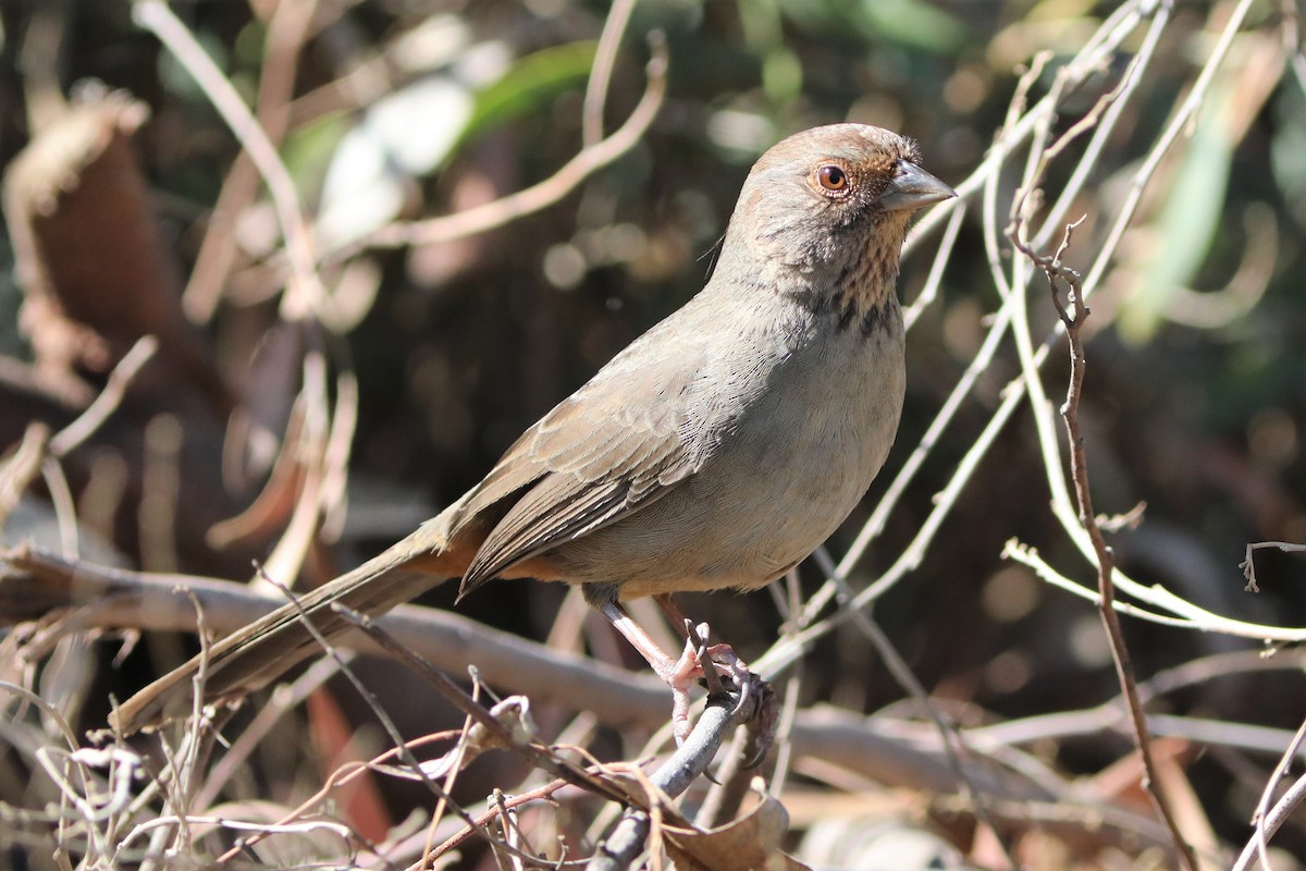 California Towhee - ML386828681