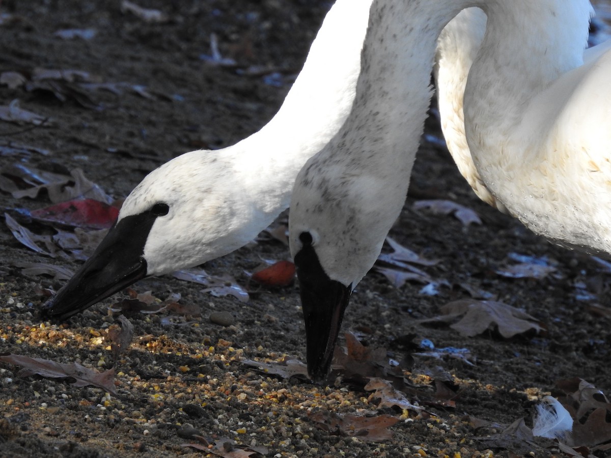 Trumpeter Swan - ML386829171