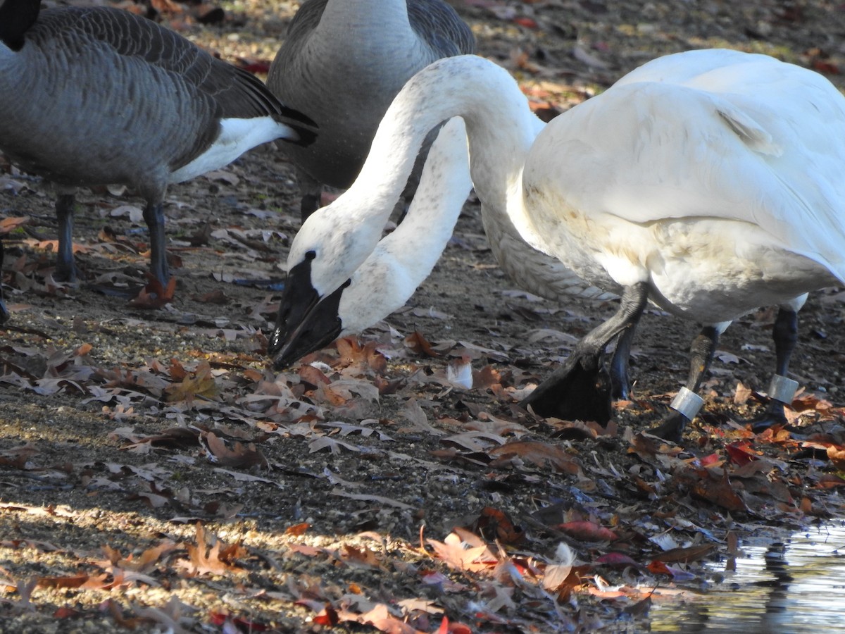 Trumpeter Swan - ML386829181