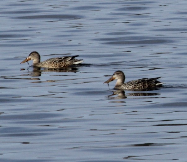 Northern Shoveler - ML386829471