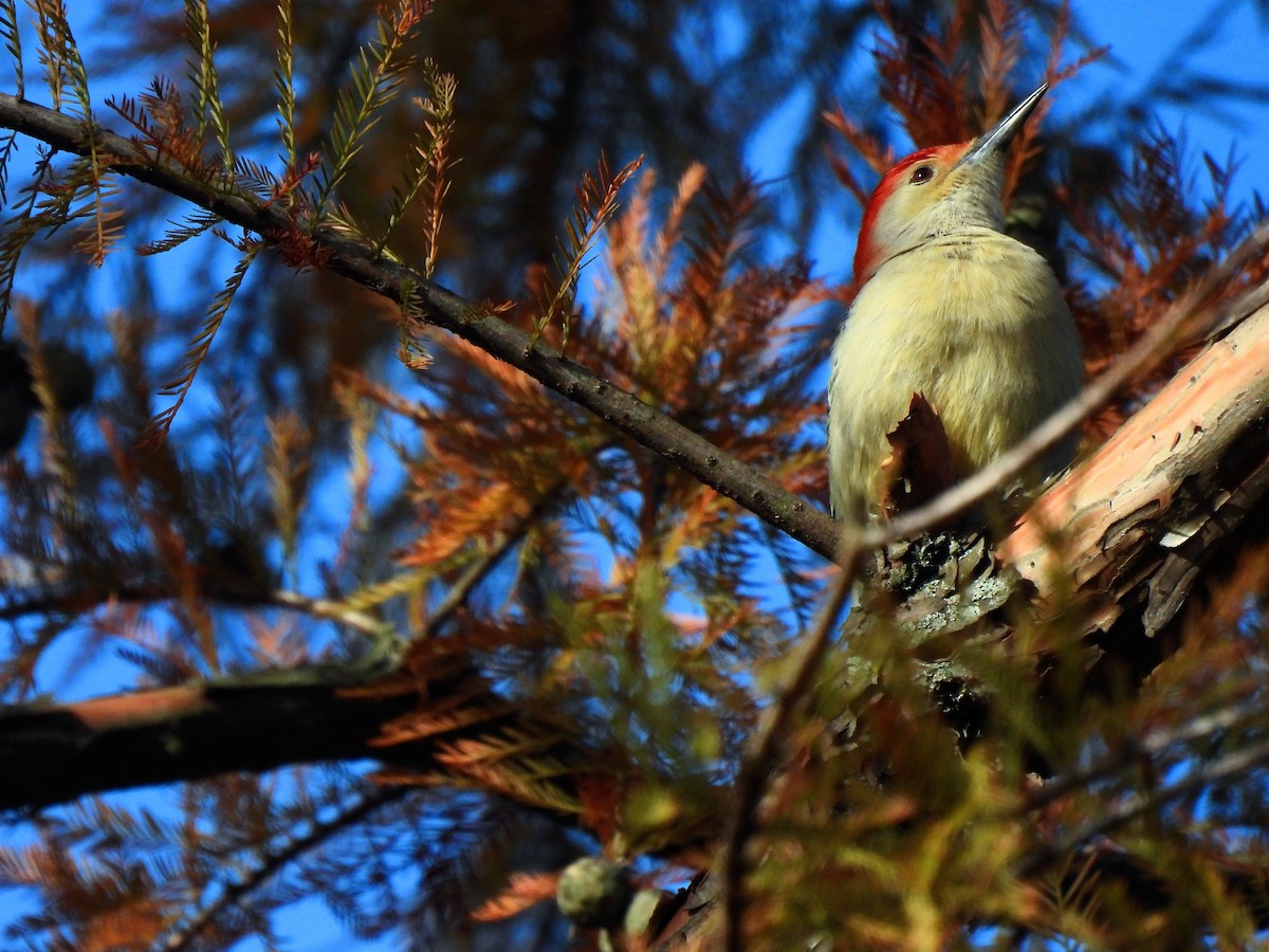 Red-bellied Woodpecker - Ayan Kishore