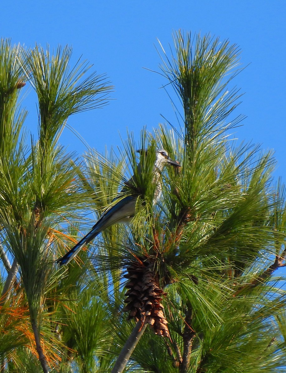 Blue Jay - ML386829911