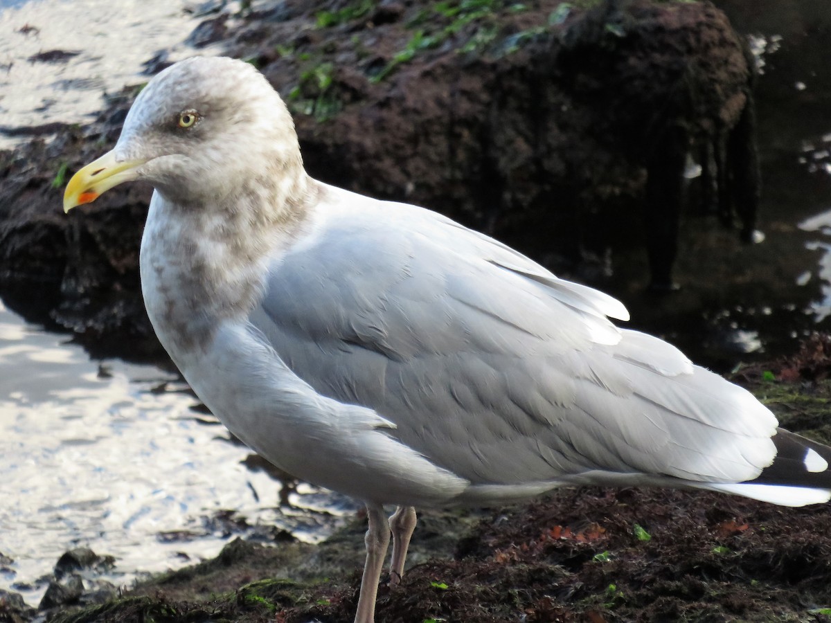 Gaviota Argéntea - ML386831291