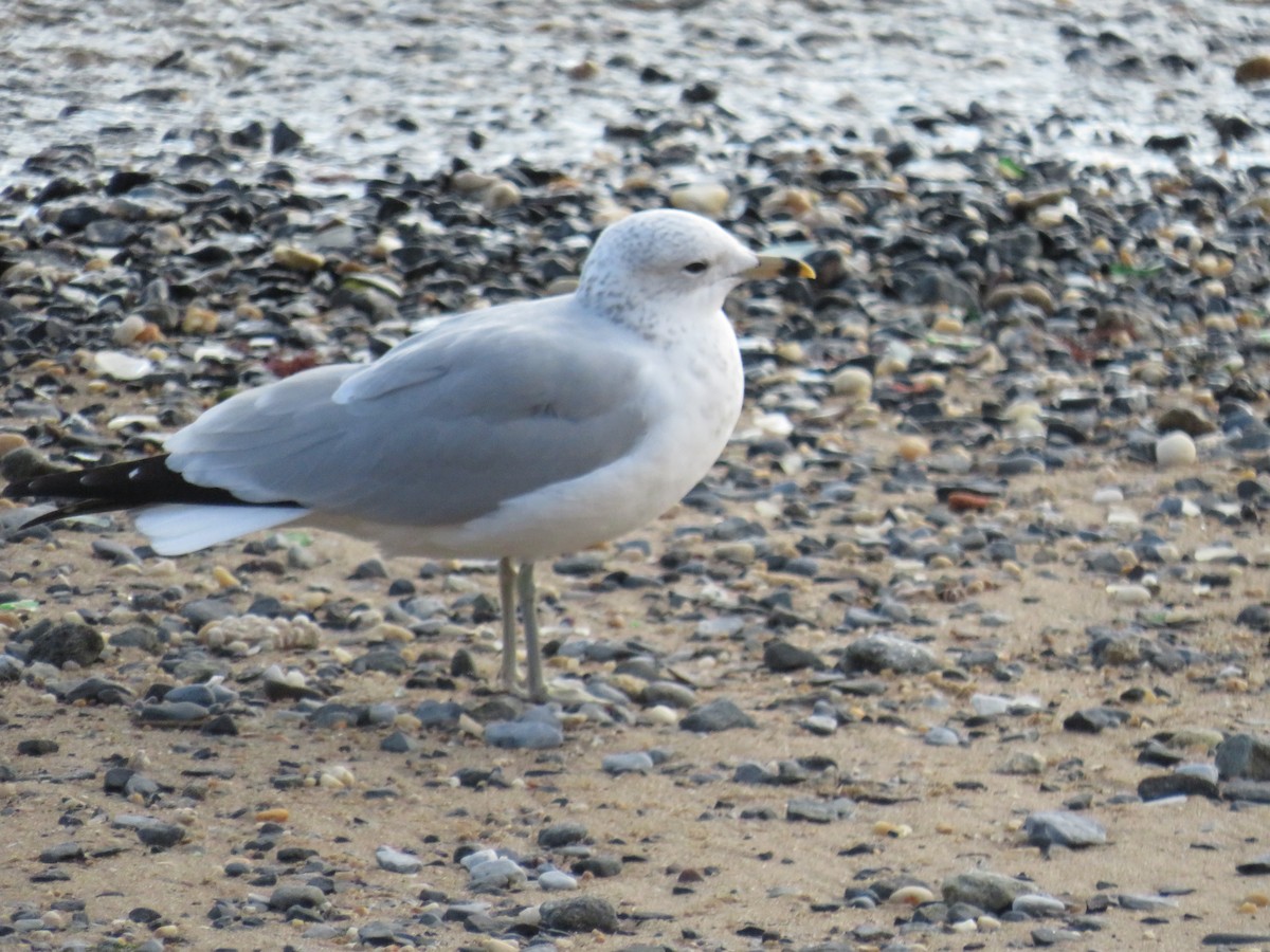 Ring-billed Gull - ML386831471