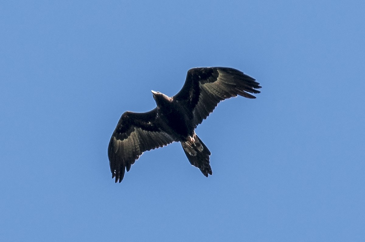 Wedge-tailed Eagle - ML386831891