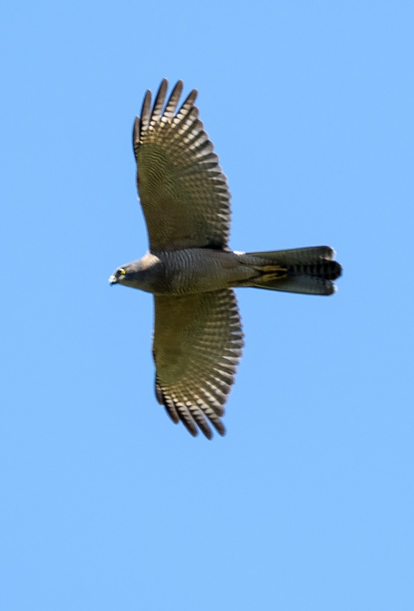 Brown Goshawk - Jim Legg