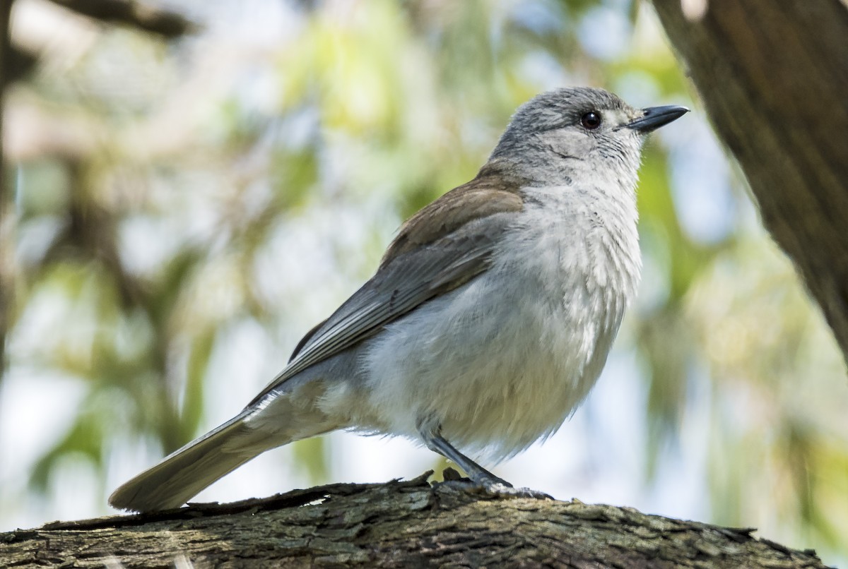 Gray Shrikethrush - ML386832121