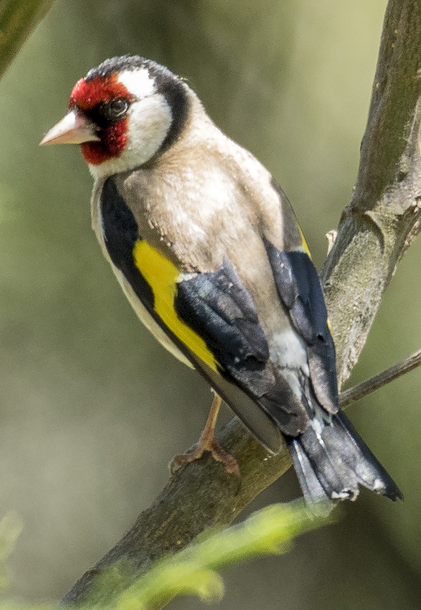 European Goldfinch - ML386832531