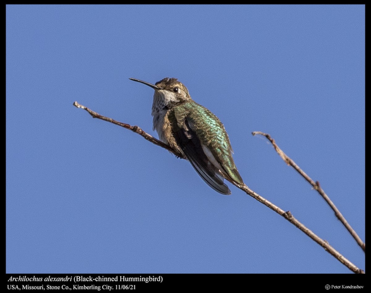 Black-chinned Hummingbird - Peter Kondrashov