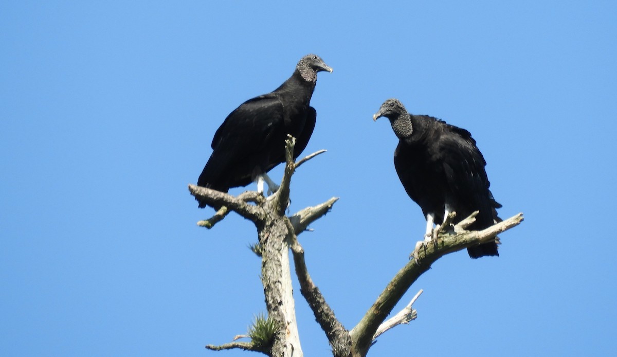 Black Vulture - ML386835591