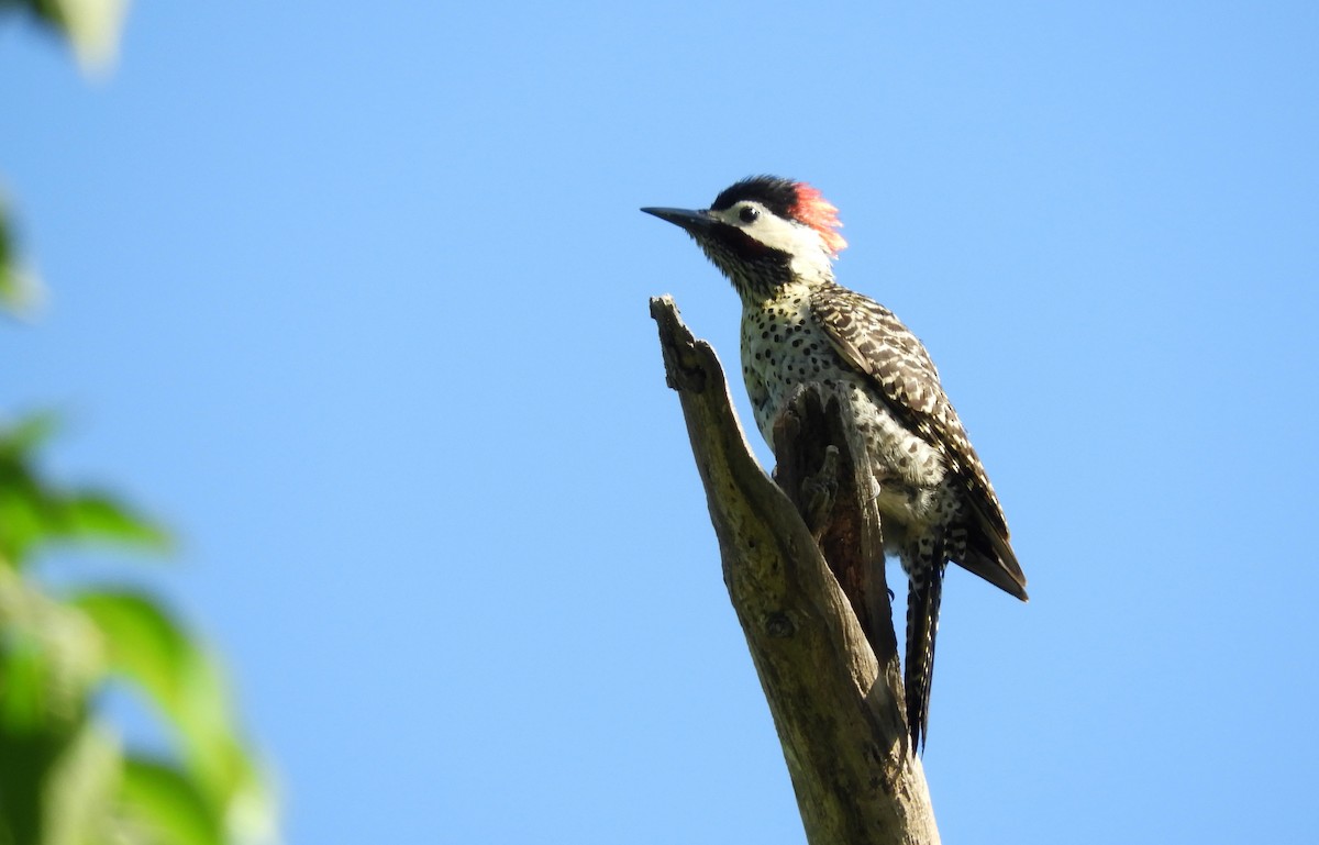 Green-barred Woodpecker - ML386835641