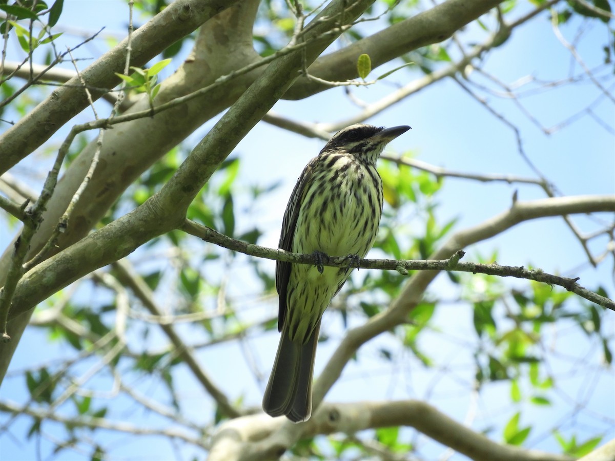 Streaked Flycatcher - ML386835771