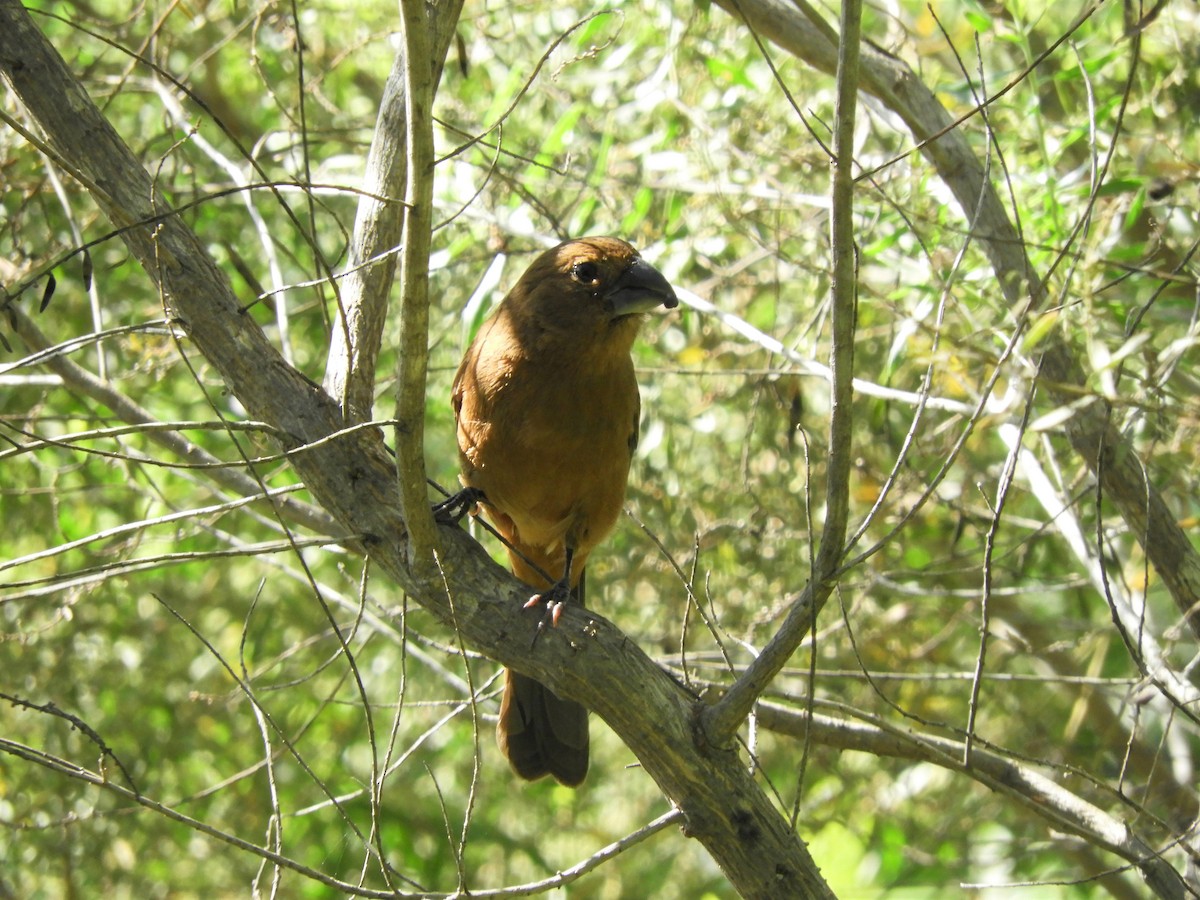 Ultramarine Grosbeak - ML386835901