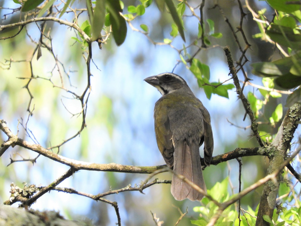 Green-winged Saltator - ML386836051