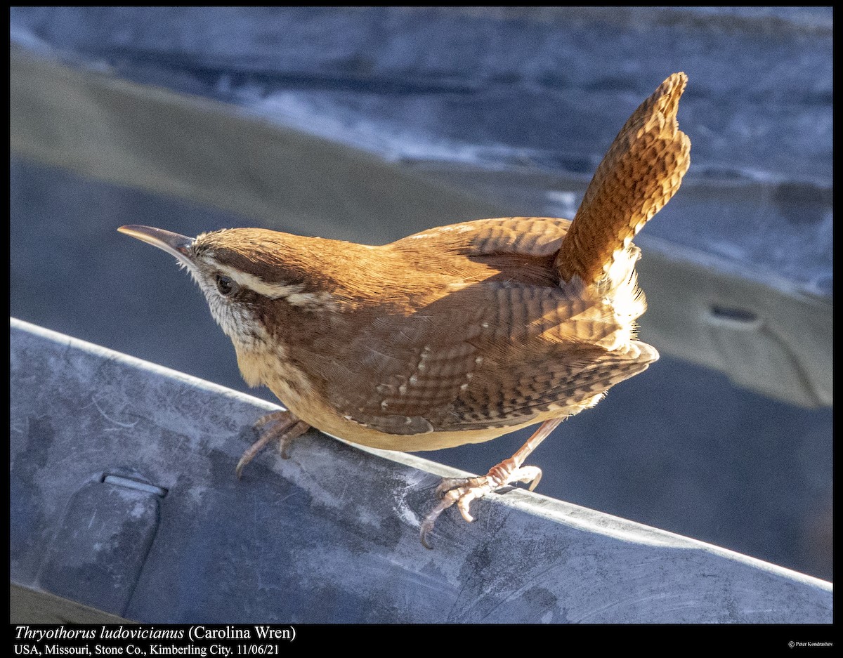 Carolina Wren - Peter Kondrashov