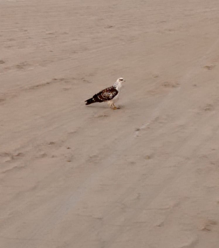 European Honey-buzzard - ML386839301