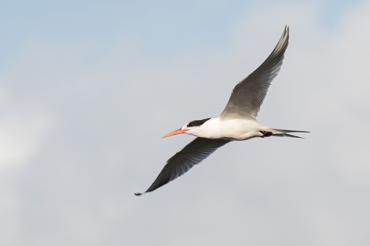 Elegant Tern - ML386843961