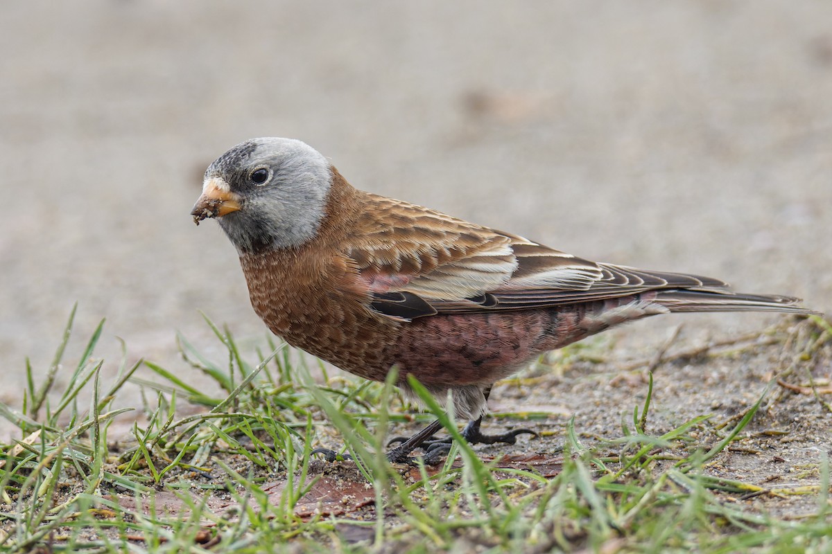 Gray-crowned Rosy-Finch (Hepburn's) - ML386845011