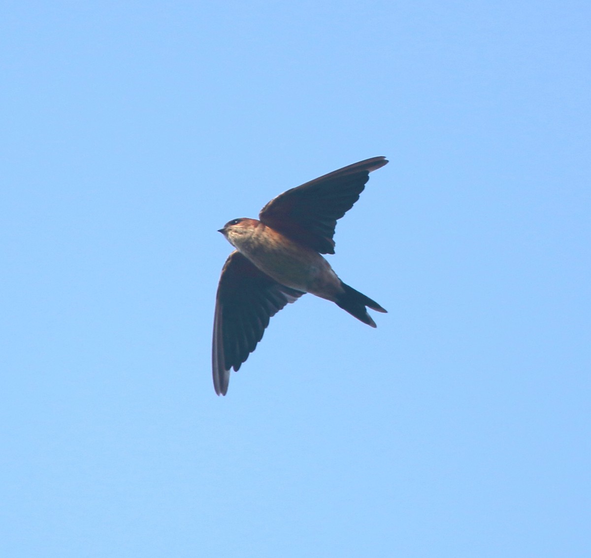 Red-rumped Swallow - ML386845741