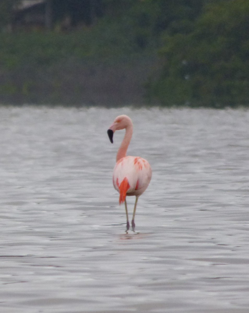 Chilean Flamingo - ML386847131