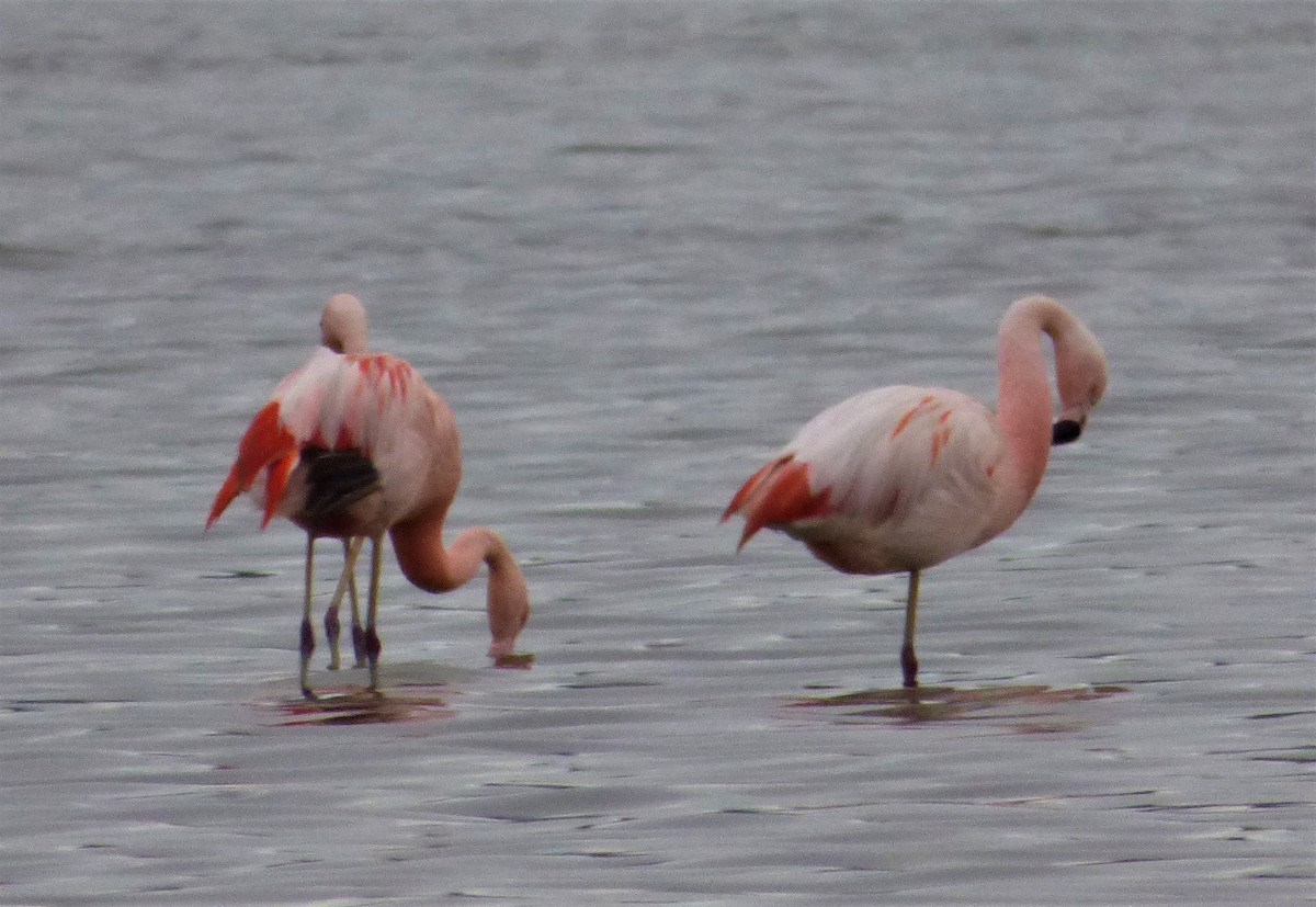 Chilean Flamingo - ML386847151