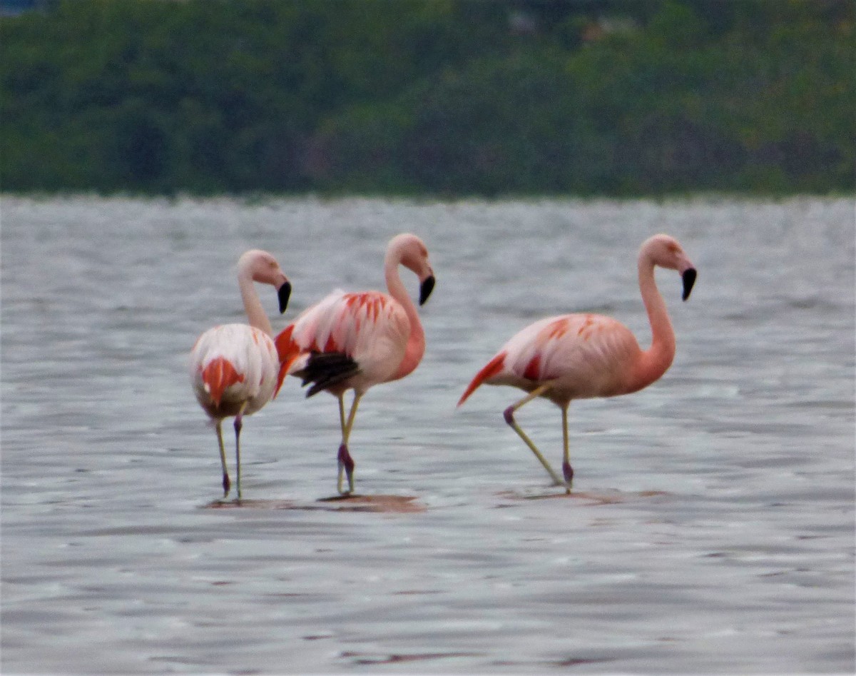 Chilean Flamingo - ML386847161