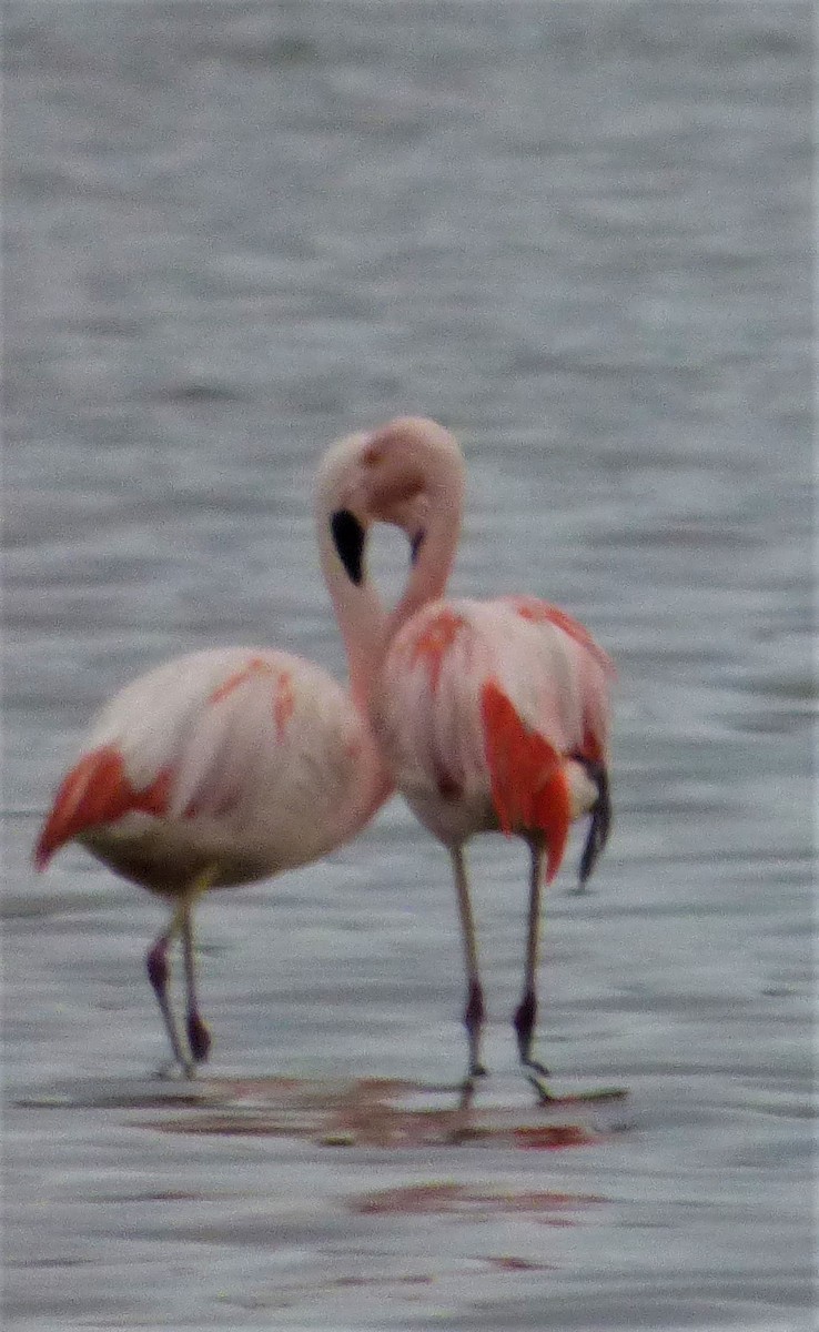 Chilean Flamingo - ML386847171