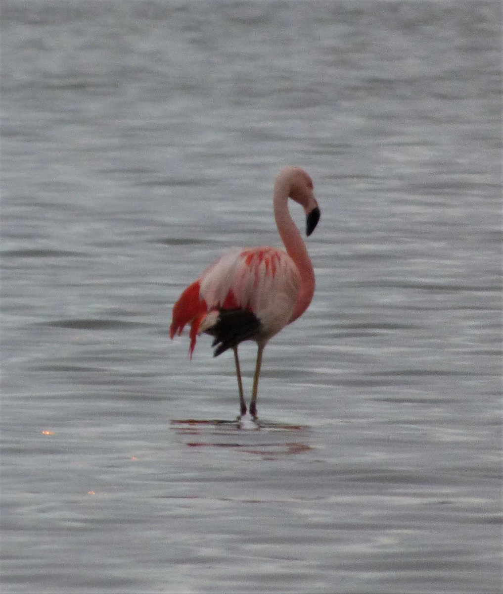 Чилийский фламинго - ML386847201