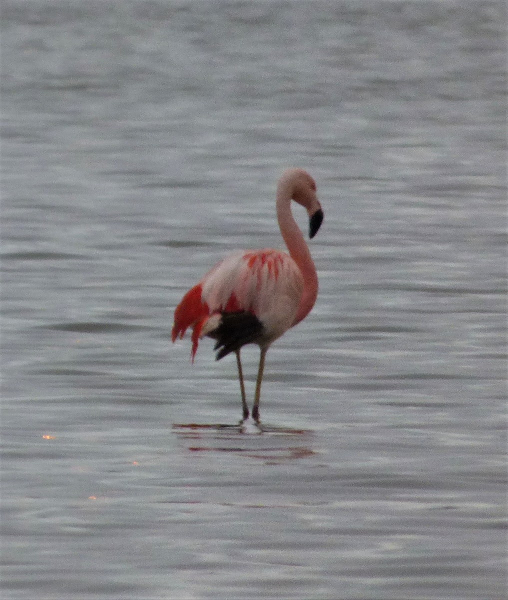 Chileflamingo - ML386847201