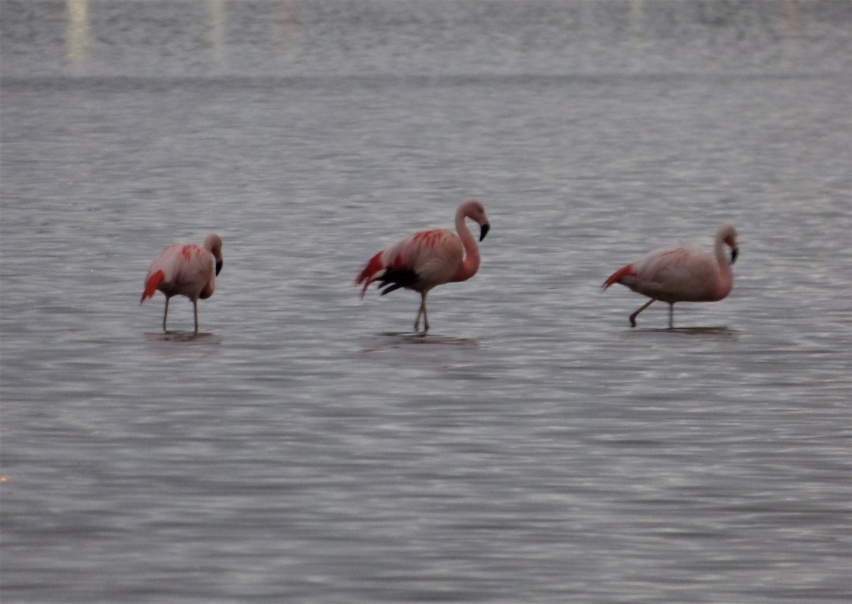 Chilean Flamingo - ML386847941
