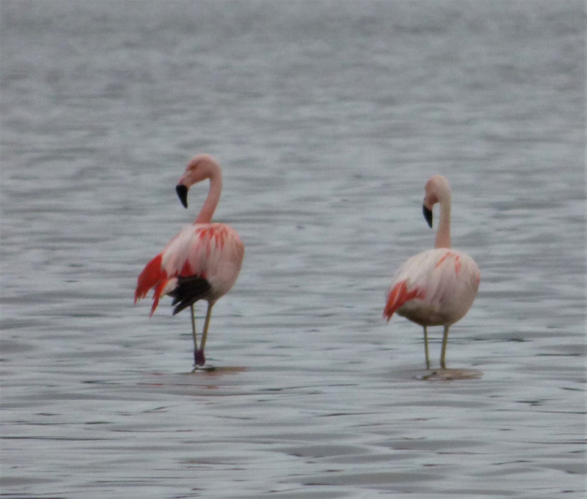 Chilean Flamingo - ML386848441