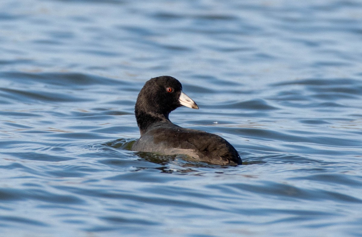 American Coot - ML386849881