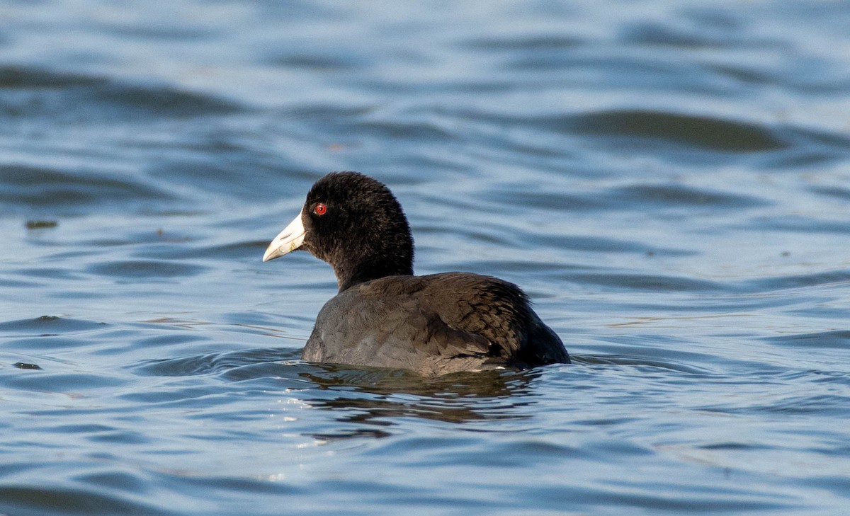 American Coot - ML386849891