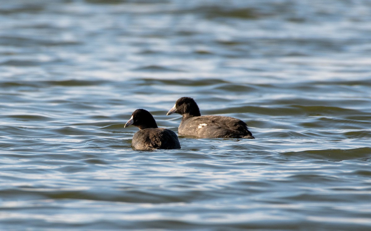 American Coot - ML386849901