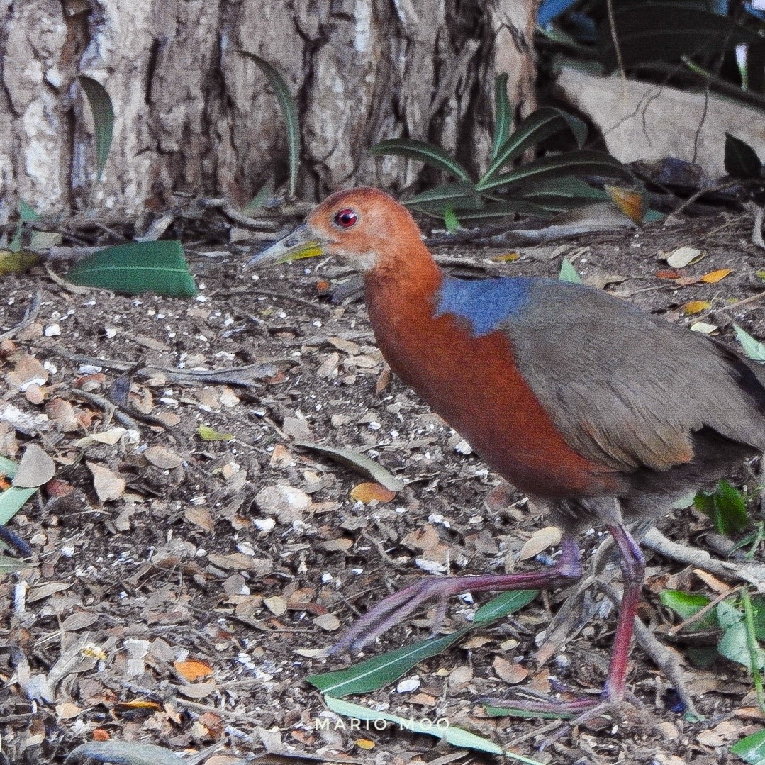 Rufous-necked Wood-Rail - ML386850001