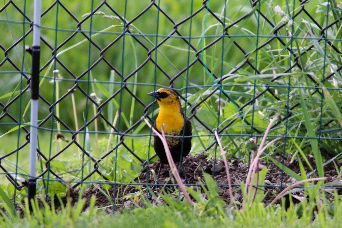 Yellow-headed Blackbird - ML386850461