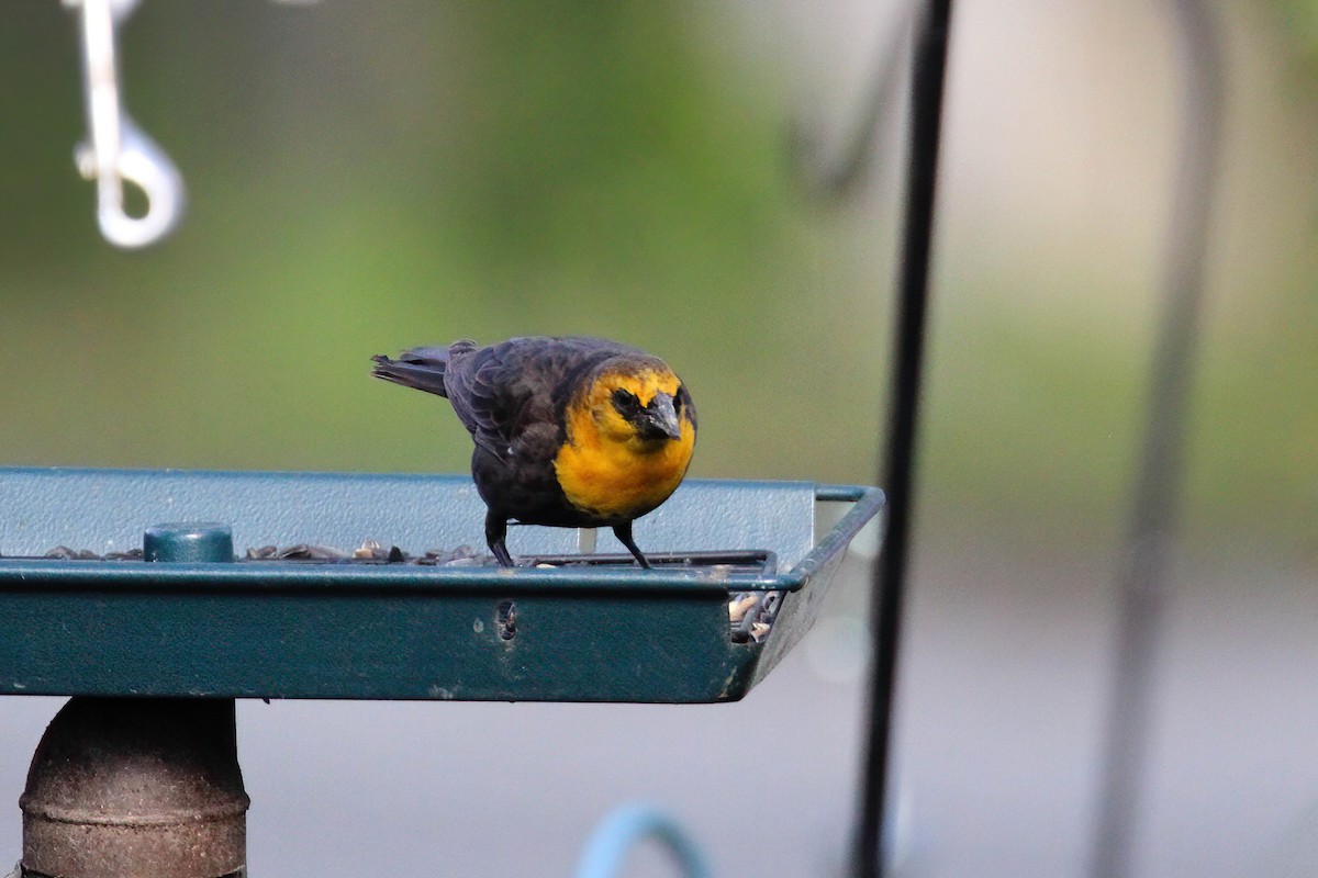 Yellow-headed Blackbird - ML386850471