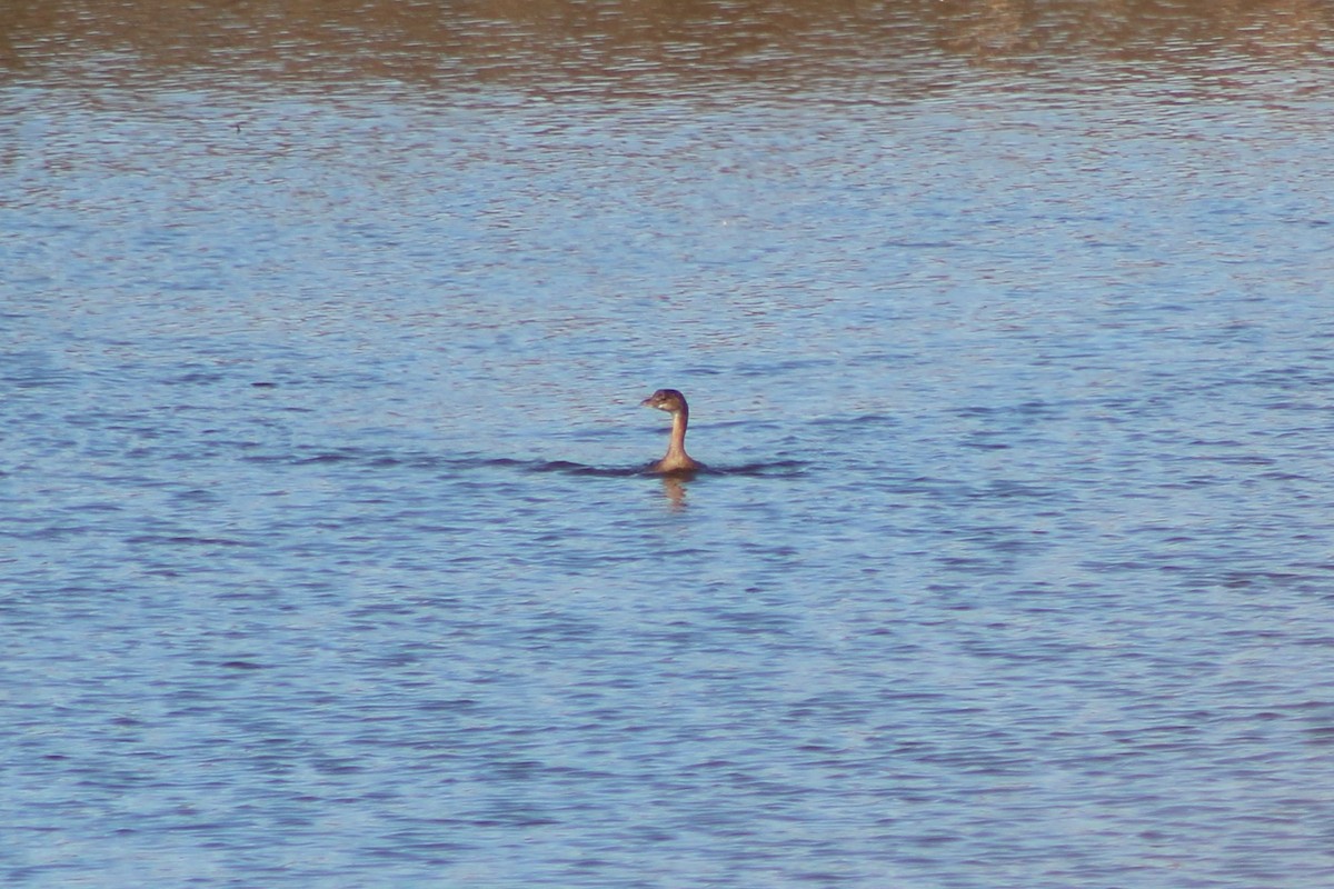 Pied-billed Grebe - Marah Brubaker