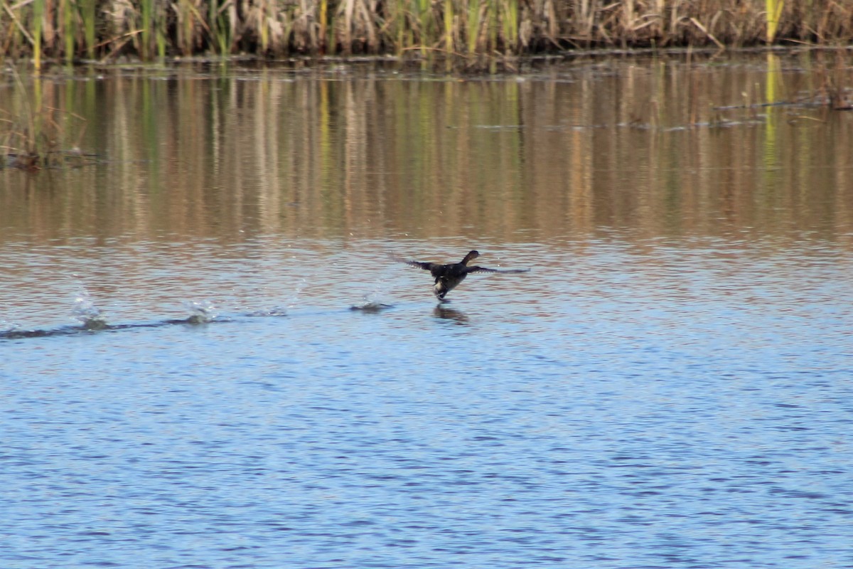 Pied-billed Grebe - Marah Brubaker