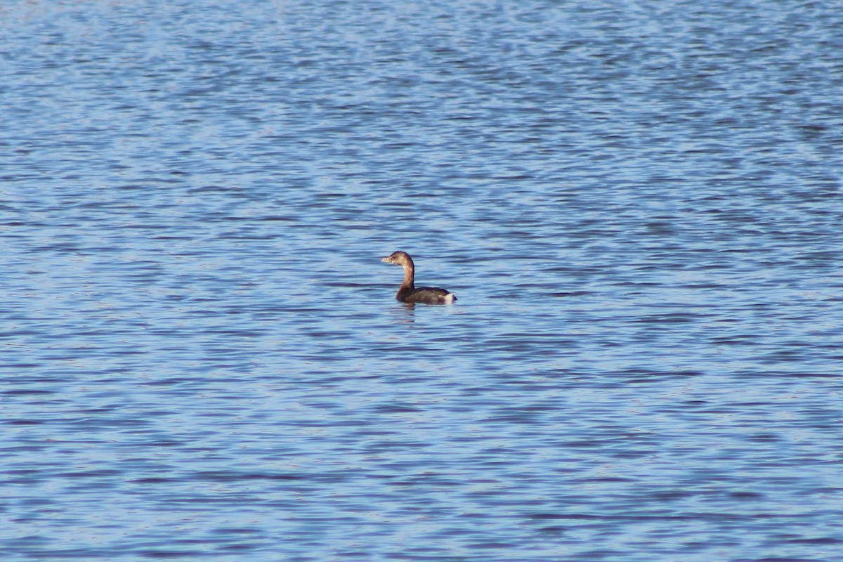 Pied-billed Grebe - ML386850681