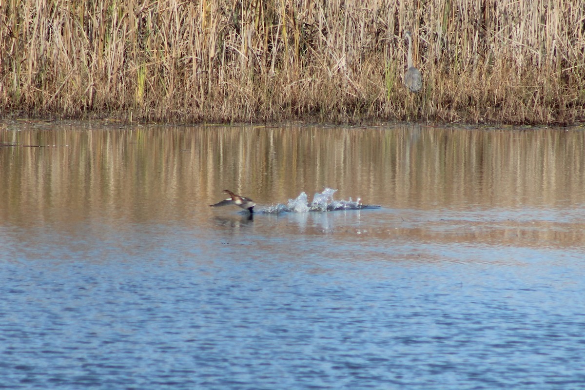 Pied-billed Grebe - ML386850691