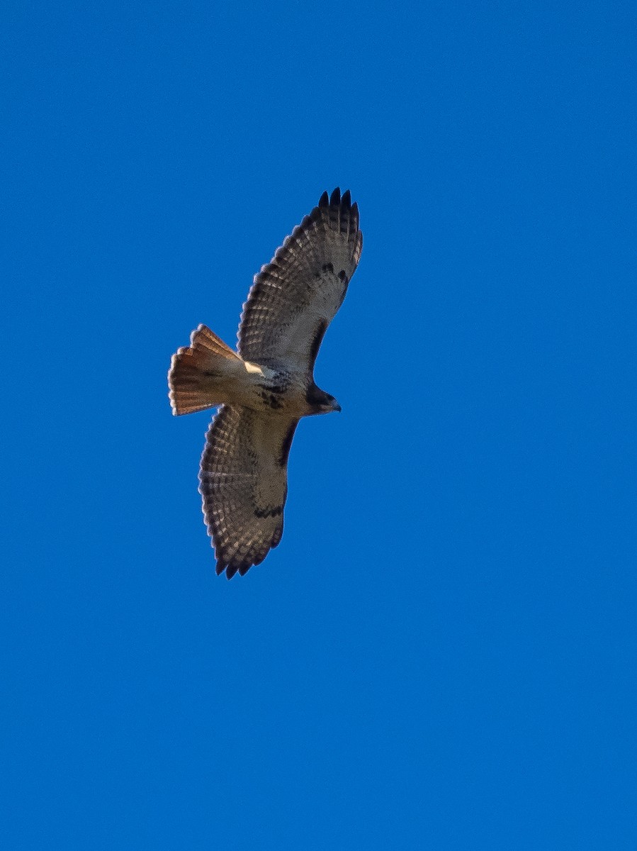 Red-tailed Hawk - ML386850871