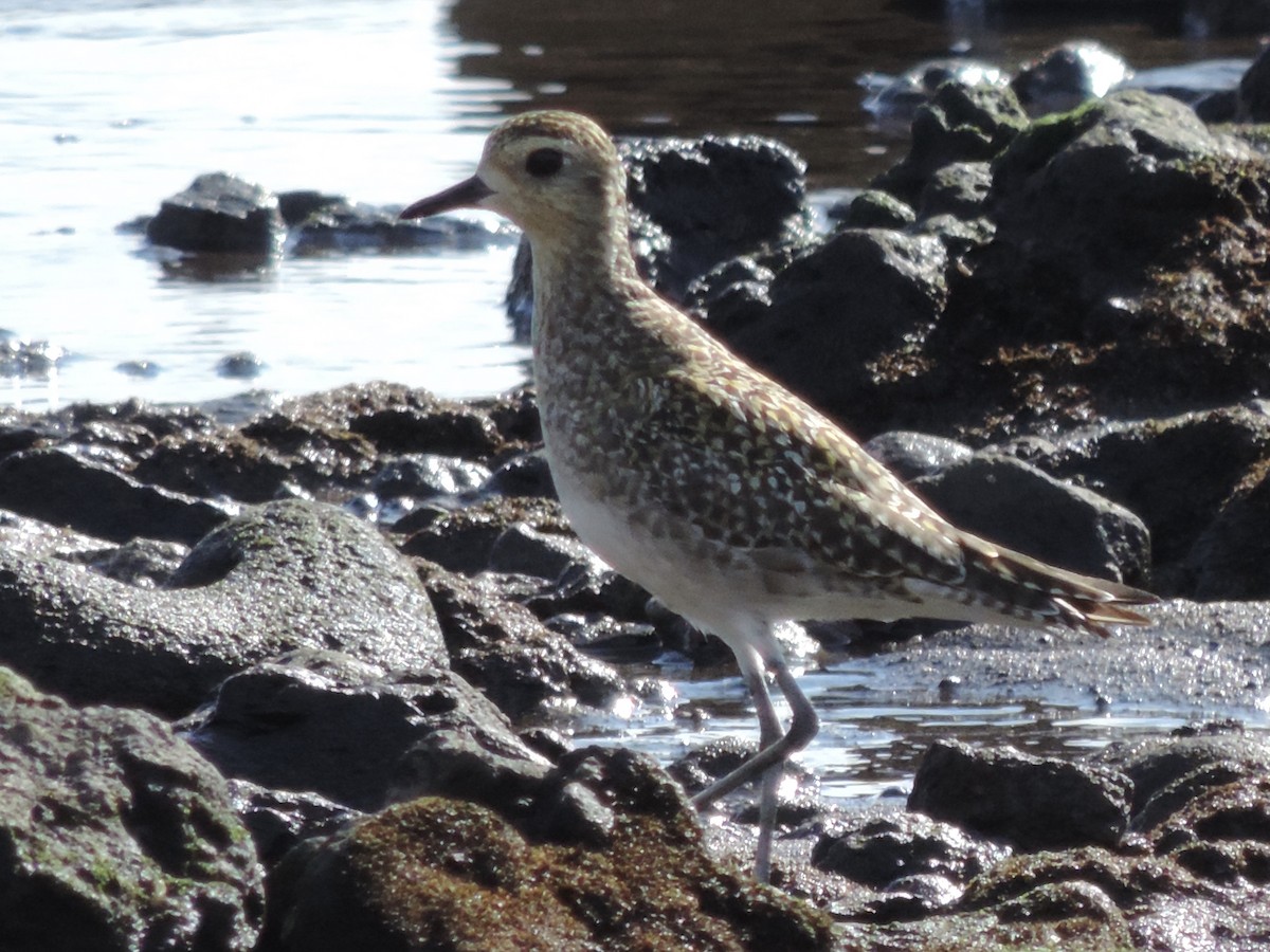 Pacific Golden-Plover - ML386851641