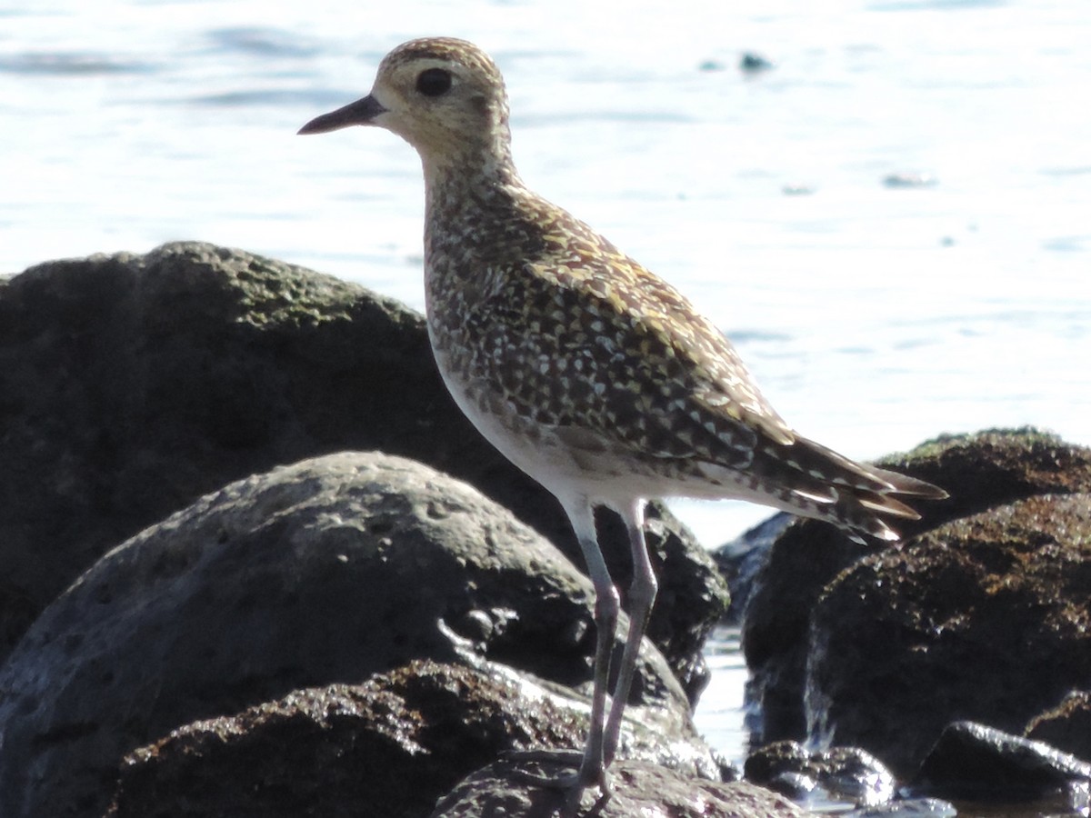 Pacific Golden-Plover - ML386851661