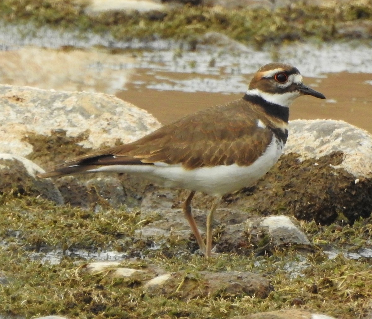 Killdeer - ML386853261
