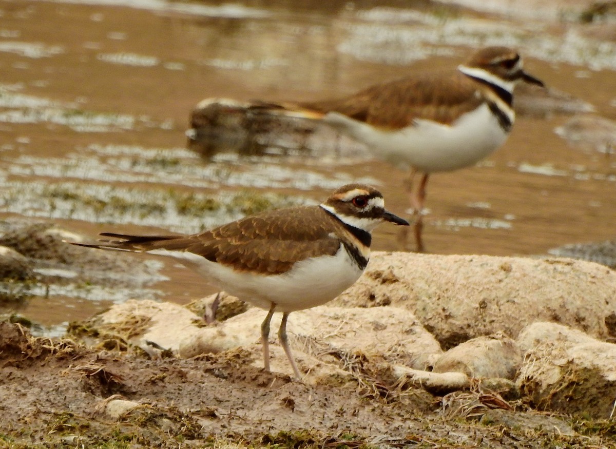 Killdeer - ML386853361