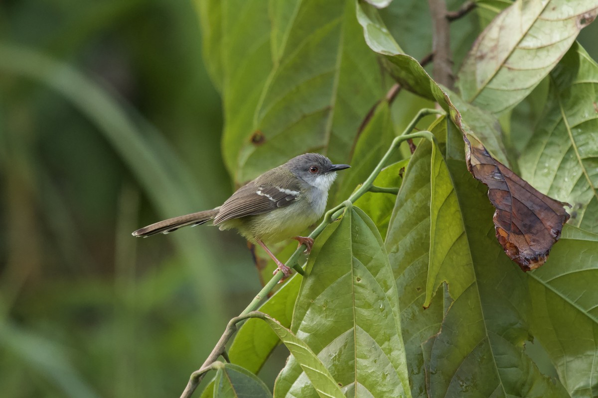 Bar-winged Prinia - ML386853961