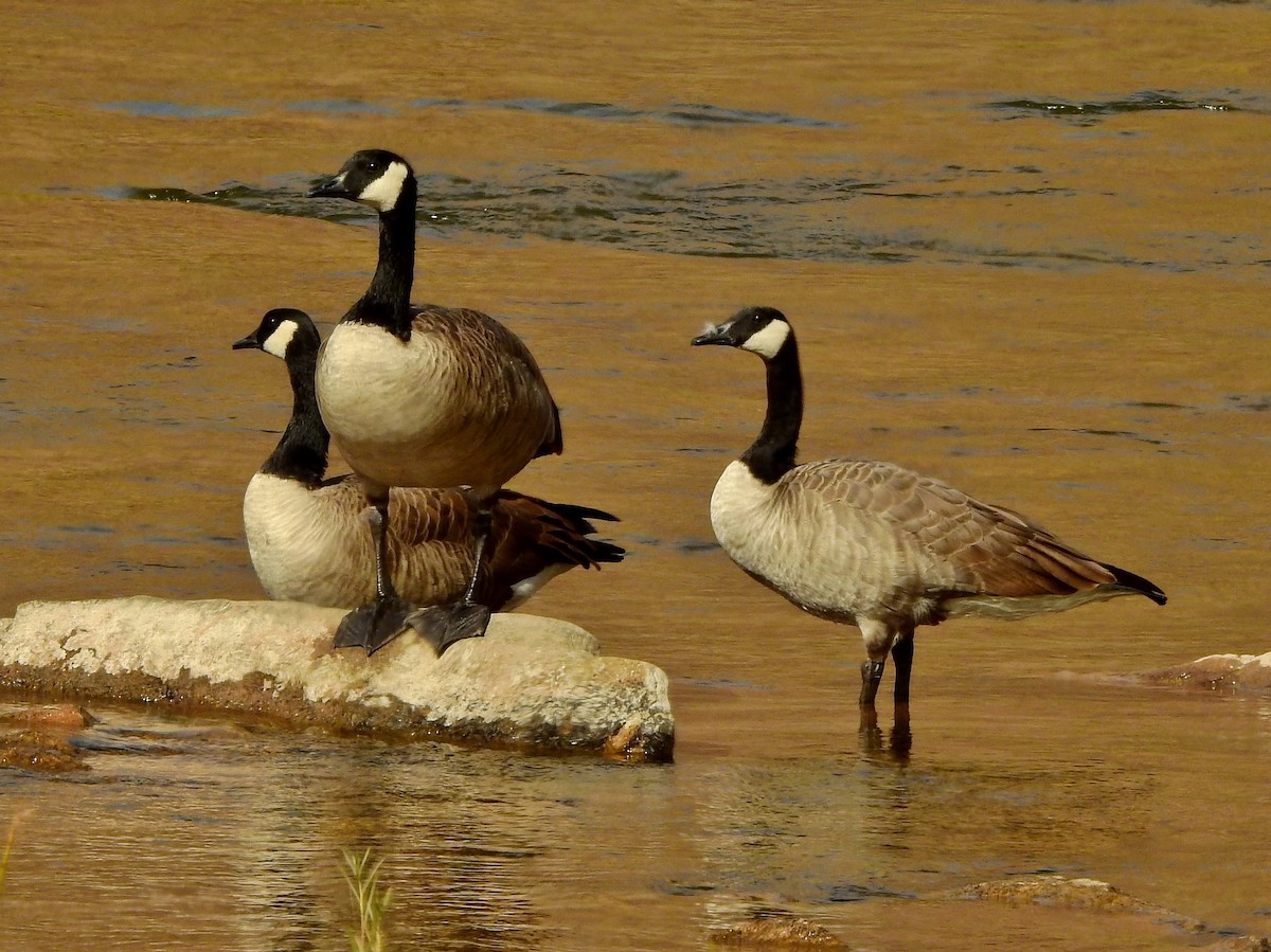Canada Goose - ML386854181