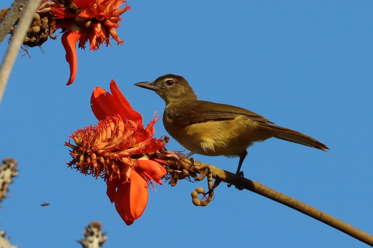 Yellow-bellied Greenbul - ML386854991