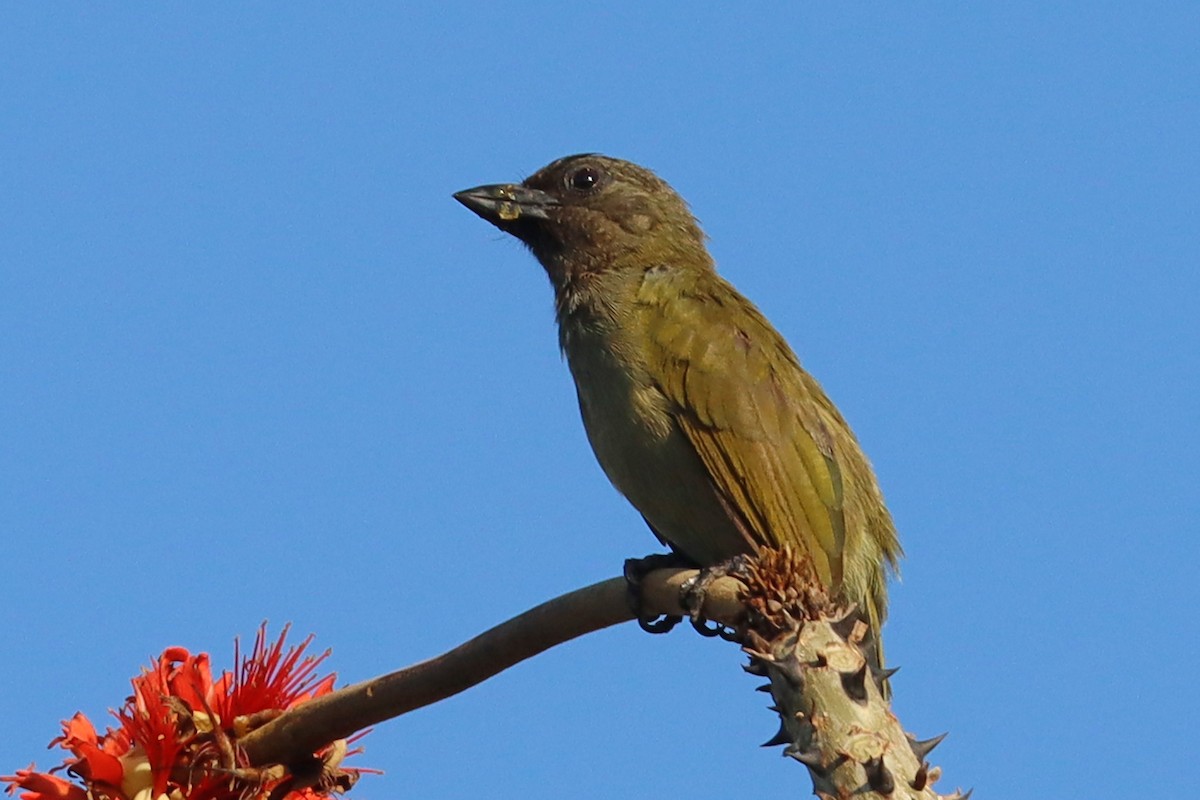 Green Barbet - ML386855021